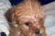 Shorkie Puppies for sale in Batesville, AR 72501, USA. price: $350