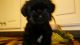 Shorkie Puppies for sale in Lubbock, TX, USA. price: NA