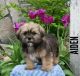 Shorkie Puppies for sale in Canton, OH, USA. price: NA