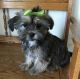 Shorkie Puppies for sale in Redondo Beach, CA 90277, USA. price: NA