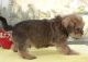 Shorkie Puppies for sale in NJ-3, Clifton, NJ, USA. price: NA