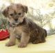 Shorkie Puppies for sale in Texas Ave, Houston, TX, USA. price: NA
