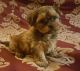 Shorkie Puppies for sale in Tucson, AZ, USA. price: NA