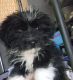 Shorkie Puppies for sale in Gilroy, CA 95020, USA. price: NA