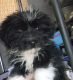 Shorkie Puppies for sale in New York, NY, USA. price: NA