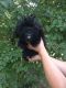 Shorkie Puppies for sale in Park Pl, Rosemont, IL 60018, USA. price: NA