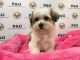 Shorkie Puppies for sale in Temple City, CA, USA. price: $1,250