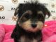 Shorkie Puppies for sale in Temple City, CA, USA. price: $1,250