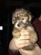 Shorkie Puppies for sale in Fort Plain, NY, USA. price: NA
