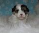 Shorkie Puppies for sale in Poteau, OK, USA. price: NA