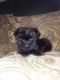 Shorkie Puppies for sale in Waterloo, IA, USA. price: $550