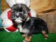 Shorkie Puppies for sale in Hammond, IN, USA. price: $950