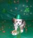 Shorkie Puppies for sale in Oak Park, IL, USA. price: NA