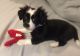 Shorkie Puppies for sale in Loganville, GA 30052, USA. price: NA