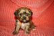 Shorkie Puppies for sale in Lewisburg, KY 42256, USA. price: NA