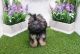 Shorkie Puppies for sale in Las Vegas, NV 89178, USA. price: NA