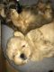 Shorkie Puppies for sale in St. Louis, MO, USA. price: $500