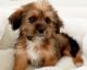 Shorkie Puppies for sale in Orange County, CA, USA. price: NA
