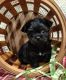 Shorkie Puppies for sale in Balsam Lake, WI 54810, USA. price: NA