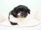 Shorkie Puppies for sale in Orange County, CA, USA. price: NA