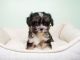 Shorkie Puppies for sale in Las Vegas, NV 89113, USA. price: NA