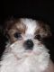 Shorkie Puppies for sale in Grand Rapids, MI, USA. price: NA