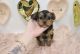 Shorkie Puppies for sale in Las Vegas, NV 89178, USA. price: NA