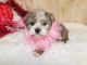 Shorkie Puppies for sale in Hammond, IN, USA. price: $1,200