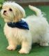 Shorkie Puppies for sale in Marsh Ln, Dallas, TX, USA. price: NA