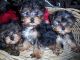 Shorkie Puppies for sale in Fairhope, AL 36532, USA. price: NA