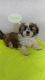 Shorkie Puppies for sale in Coshocton, OH 43812, USA. price: NA