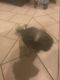 Shorkie Puppies for sale in Baltimore, MD, USA. price: NA
