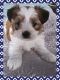 Shorkie Puppies for sale in Easton, PA, USA. price: $750