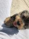 Shorkie Puppies for sale in Winder, GA 30680, USA. price: NA