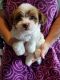 Shorkie Puppies for sale in Jacksonville, FL, USA. price: $1,200