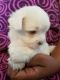 Shorkie Puppies for sale in Jacksonville, FL, USA. price: NA