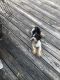 Shorkie Puppies for sale in Atlanta, GA, USA. price: NA