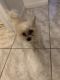 Shorkie Puppies for sale in Fort Lauderdale, FL, USA. price: NA
