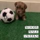 Shorkie Puppies for sale in Belleville, MI 48111, USA. price: NA