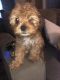 Shorkie Puppies for sale in Milwaukee, WI 53210, USA. price: $550