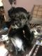 Shorkie Puppies for sale in Las Cruces, NM, USA. price: NA