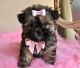 Shorkie Puppies for sale in Warren, MI, USA. price: $500