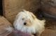 Shorkie Puppies for sale in Estacada, OR 97023, USA. price: NA