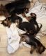 Shorkie Puppies for sale in Los Angeles, CA, USA. price: $350