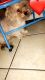 Shorkie Puppies for sale in Carol Stream, IL, USA. price: NA