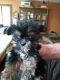Shorkie Puppies for sale in New Lenox, IL, USA. price: $400