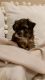 Shorkie Puppies for sale in SE 131st Ave, Portland, OR, USA. price: NA