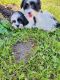 Shorkie Puppies for sale in Chicago, IL, USA. price: NA