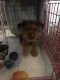 Shorkie Puppies for sale in Anaheim, CA 92805, USA. price: NA