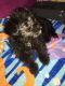 Shorkie Puppies for sale in District Heights, MD 20747, USA. price: NA